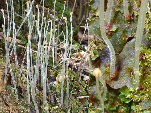 苔類