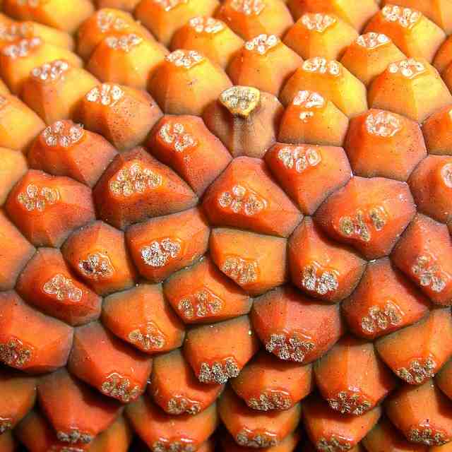 タコヅル