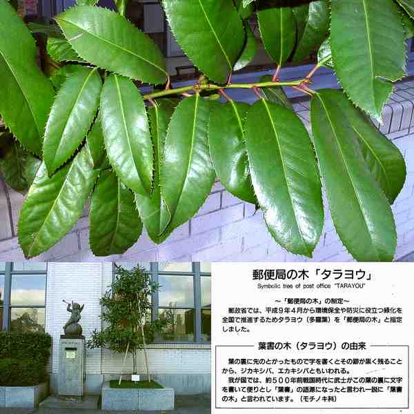 タラヨウ
