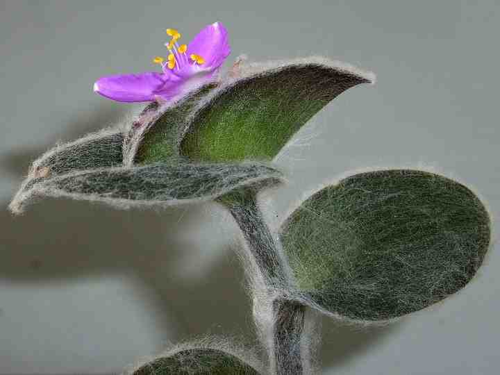 Tradescantia sillamontana