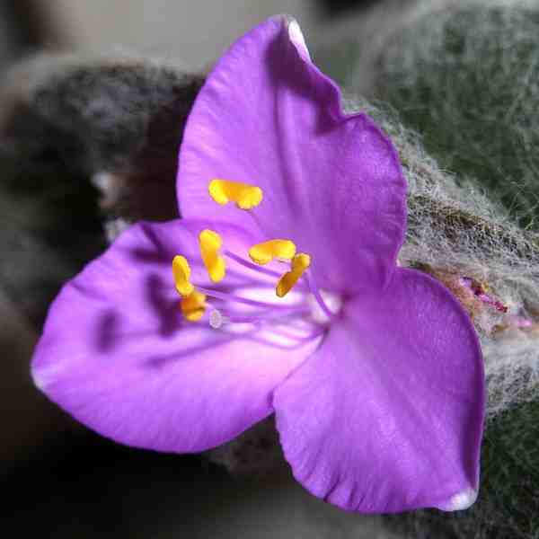 Tradescantia sillamontana
