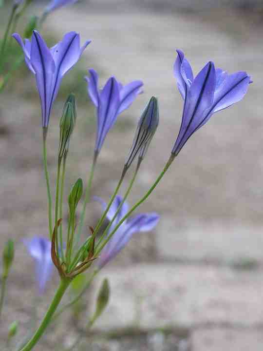 Triteleia
