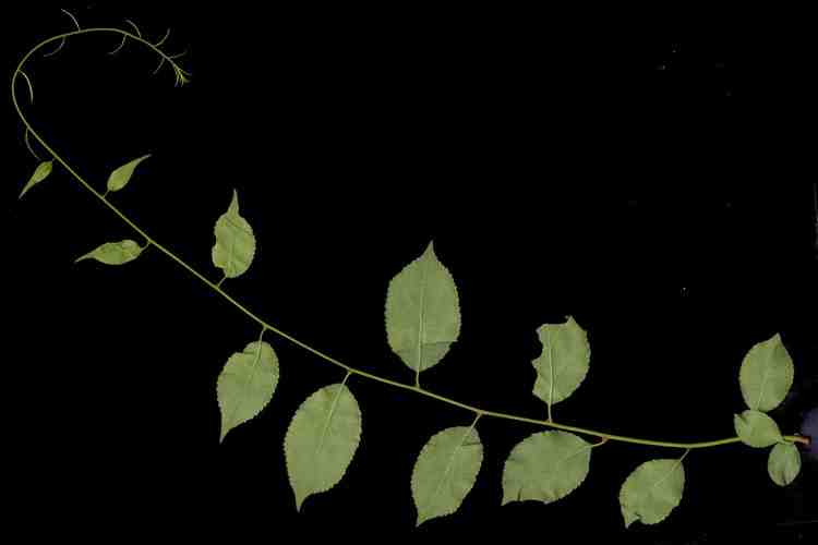 ツルウメモドキ