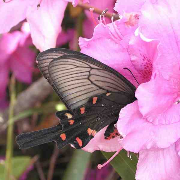 ツツジ園芸種