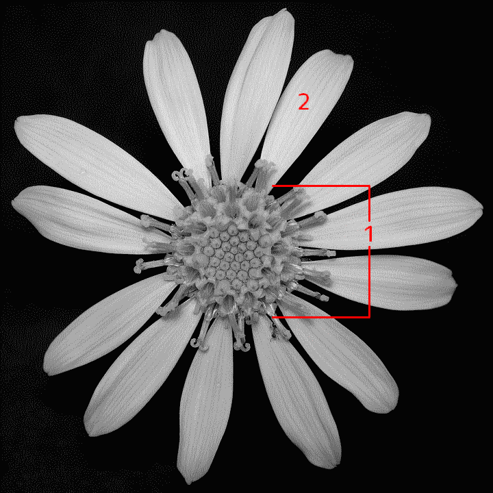 ツワブキの頭花