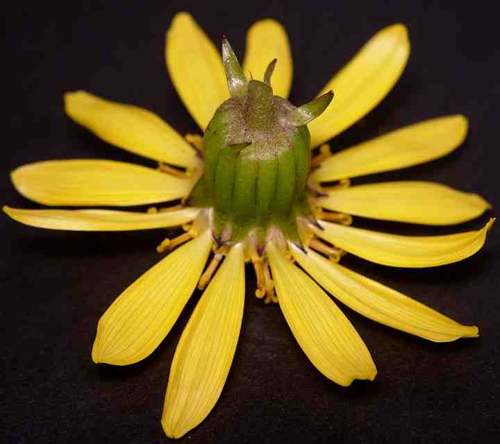 ツワブキの頭花