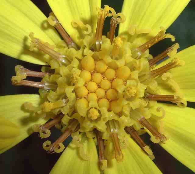 ツワブキ頭花中央部
