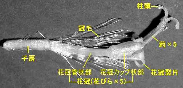 ツワブキの花