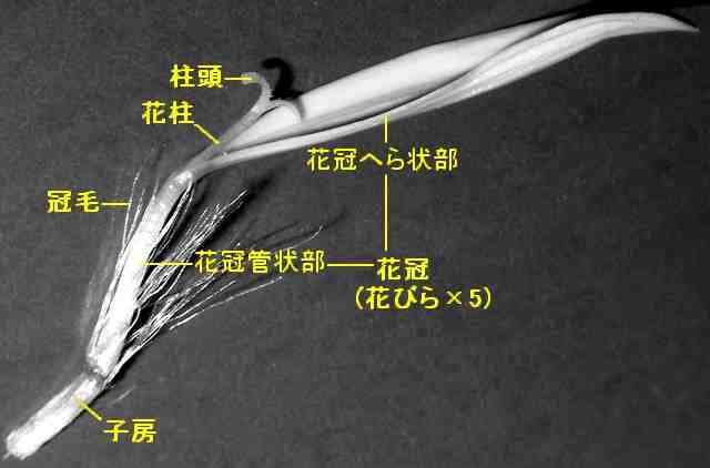 ツワブキの花