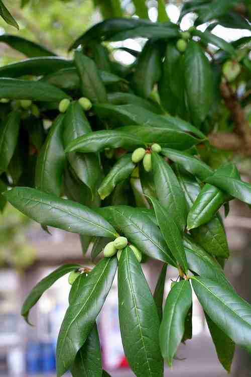 ウスギモクセイ