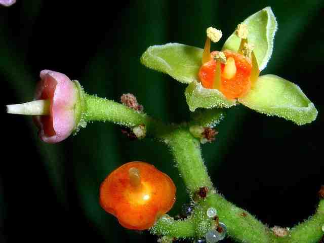 ヤブガラシの花