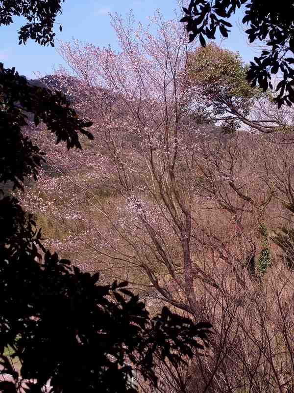 ヤマザクラ