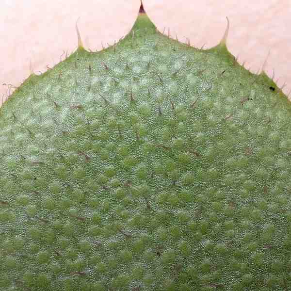 ユキノシタ