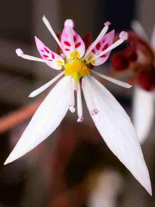 ユキノシタ花