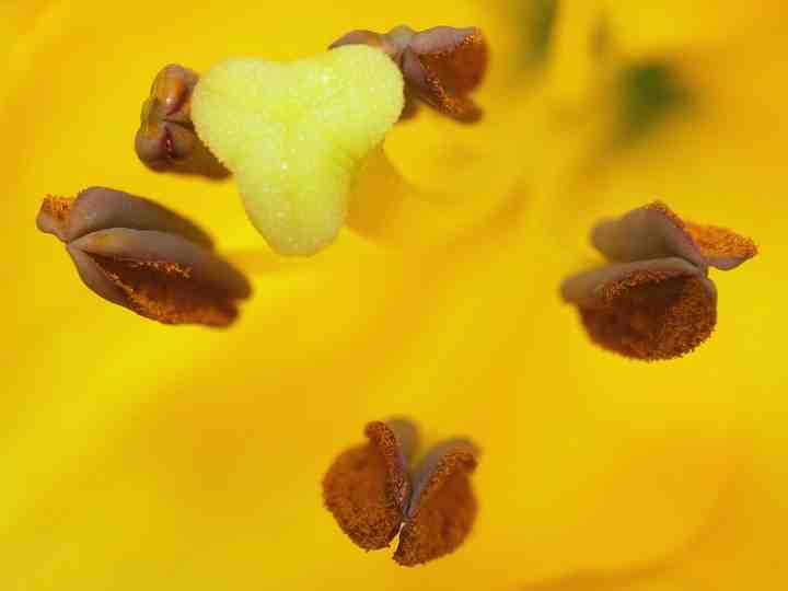 ユリ属の1種