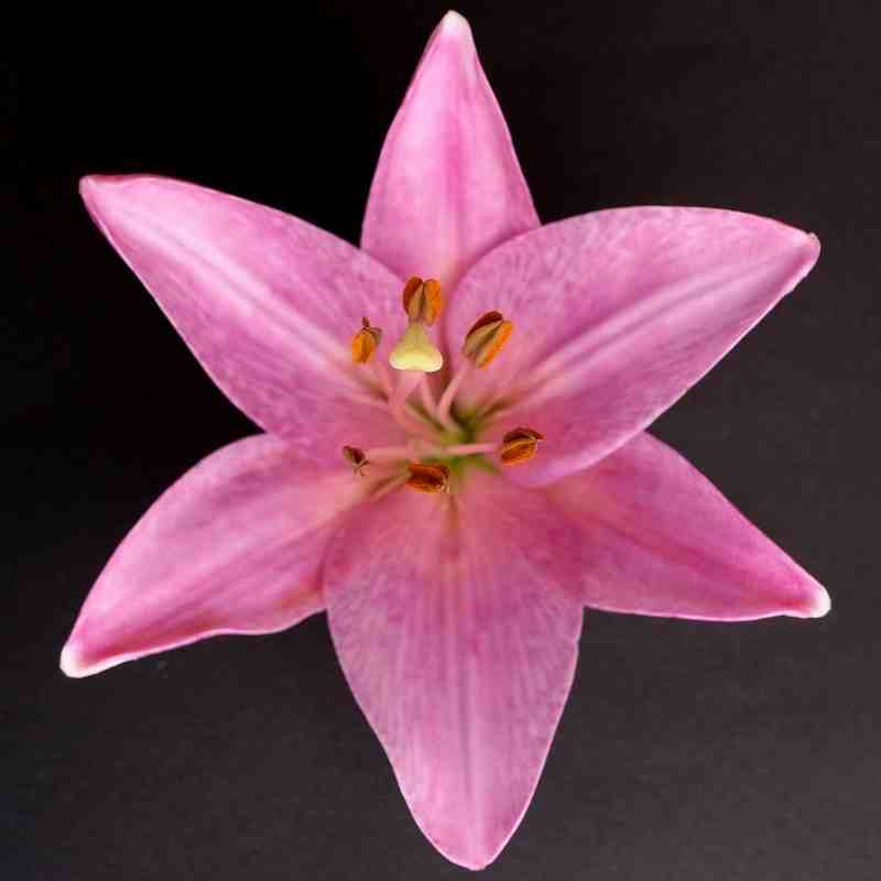 ユリ属の1種