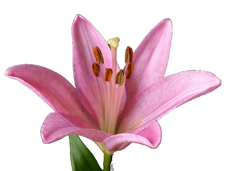 ユリ属の1種
