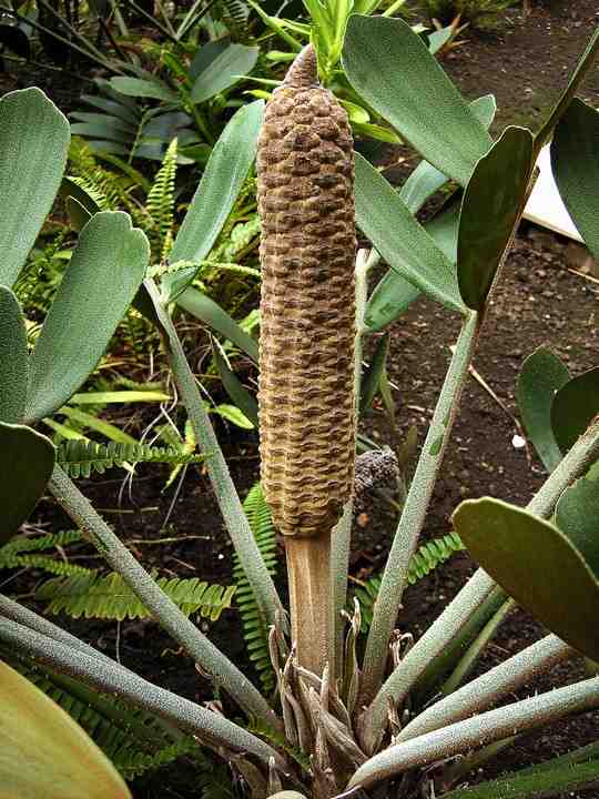 Zamia furfuracea