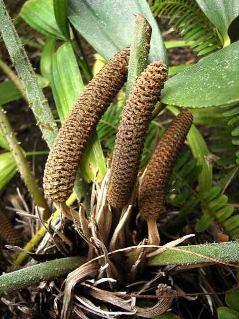 Zamia furfuracea