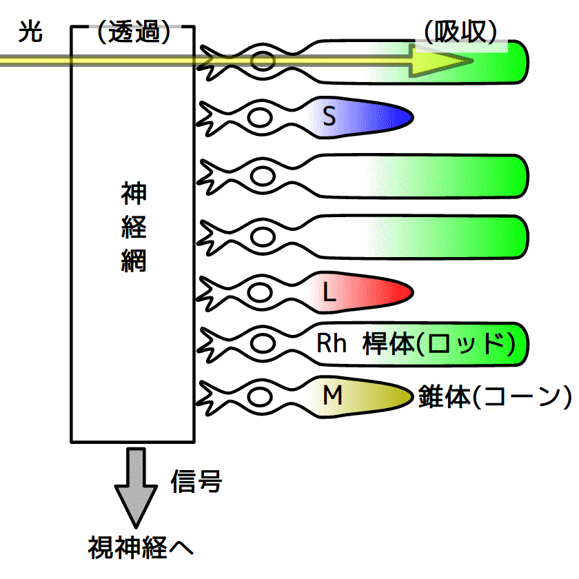 桿体・錐体