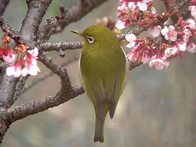 サクラ・メジロ