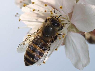 セイヨウミザクラ・ニホンミツバチ