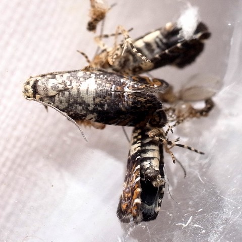 Acrolepiopsis属の1種 アトヒゲコガ科