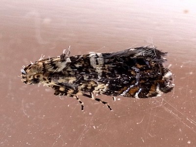 Acrolepiopsis属の1種 アトヒゲコガ科