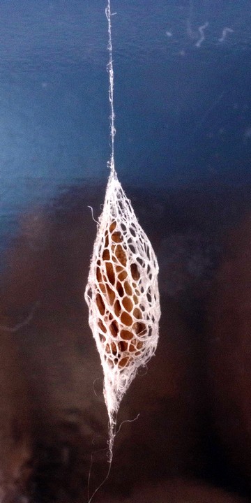 Acrolepiopsis属の1種 アトヒゲコガ科