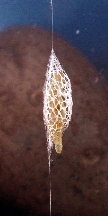 Acrolepiopsis属の1種 アトヒゲコガ科