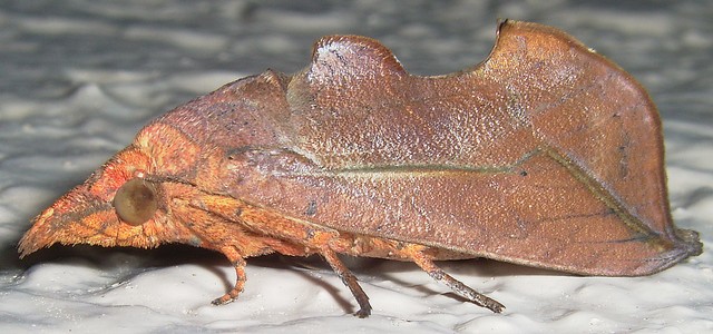 アカエグリバ ヤガ科エグリバ類