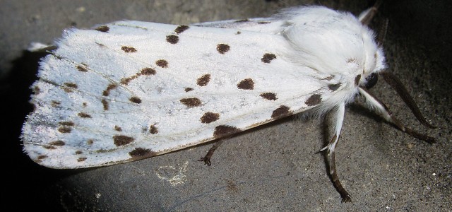 アカハラゴマダラヒトリ ヒトリガ科ヒトリガ亜科