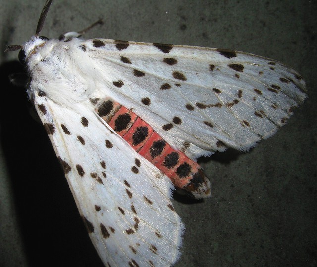 アカハラゴマダラヒトリ ヒトリガ科ヒトリガ亜科