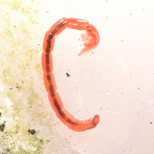 アカムシの1種