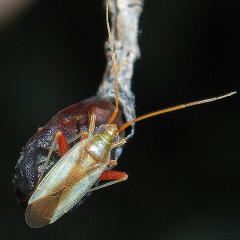 アカスジカスミガメ