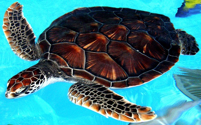 アカウミガメ