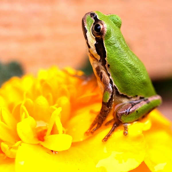 アマガエル