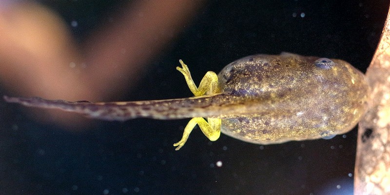アマガエル