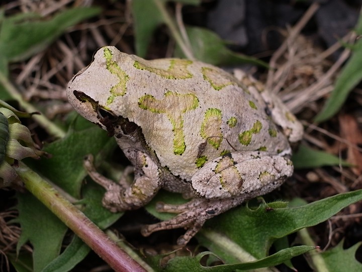 アマガエル