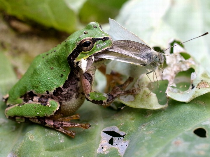 アマガエル
