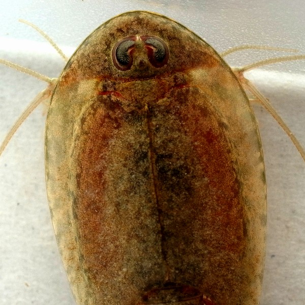アメリカカブトエビ