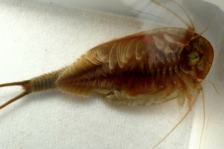 アメリカカブトエビ