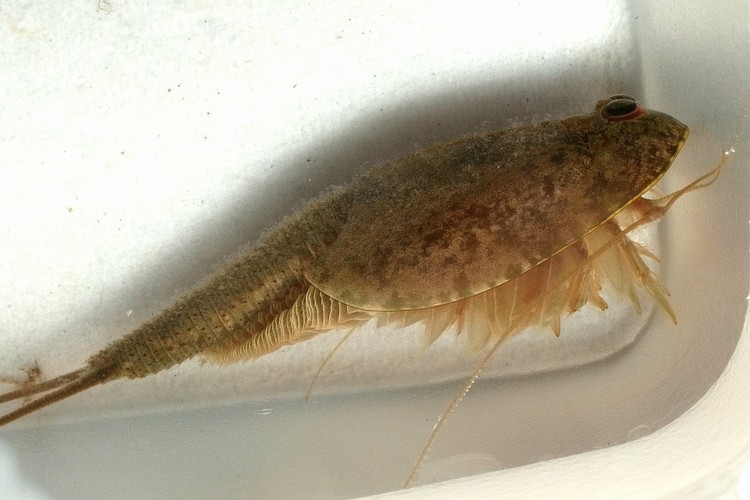 アメリカカブトエビ