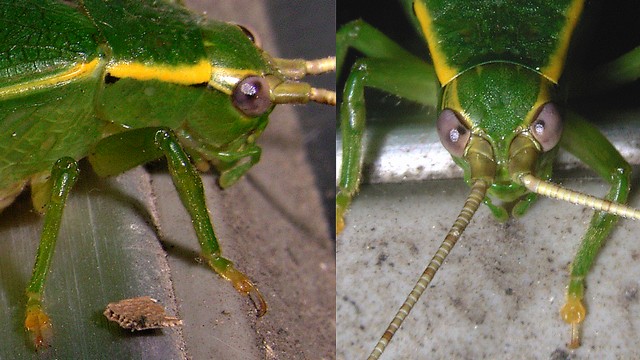 アオマツムシ