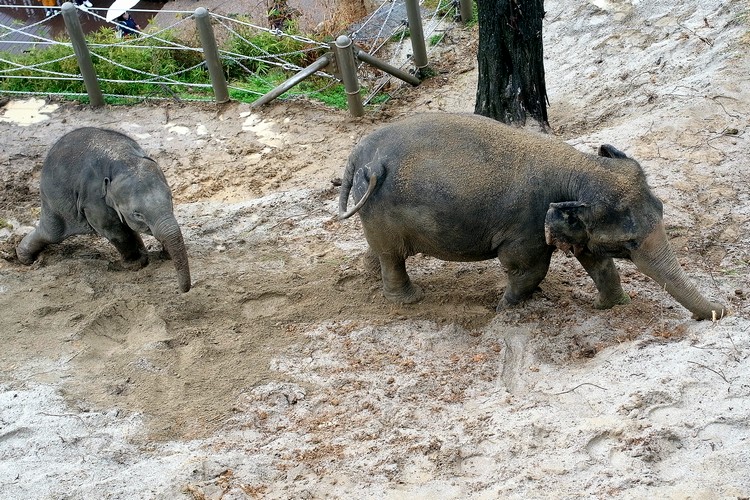 アジアゾウ