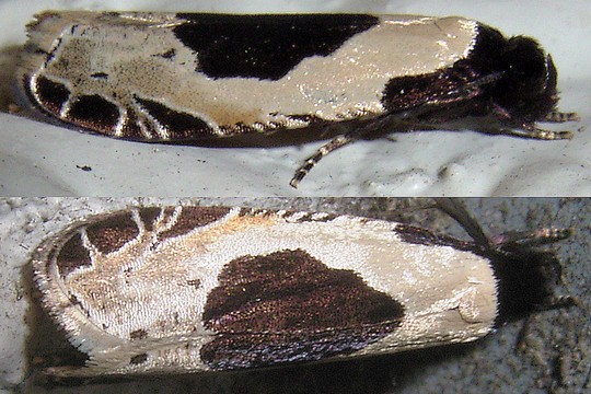 アトモンヒロズコガ ヒロズコガ科オオヒロズコガ亜科