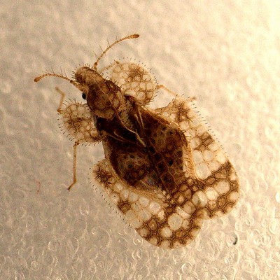 アワダチソウグンバイ