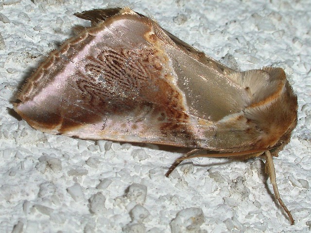 アヤトガリバ カギバガ科トガリバガ亜科