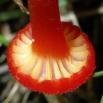 ベニヒガサ ヌメリガサ科 46