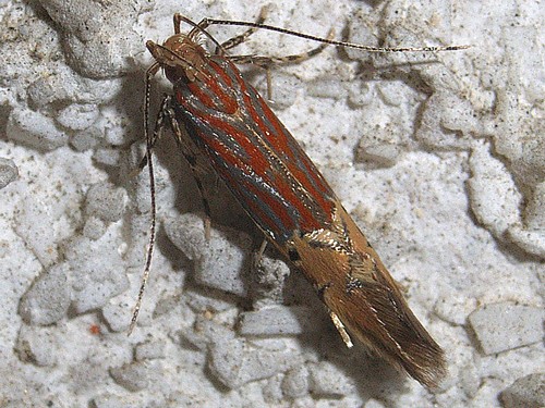 ベニモントガリホソガ カザリバガ科カザリバガ亜科